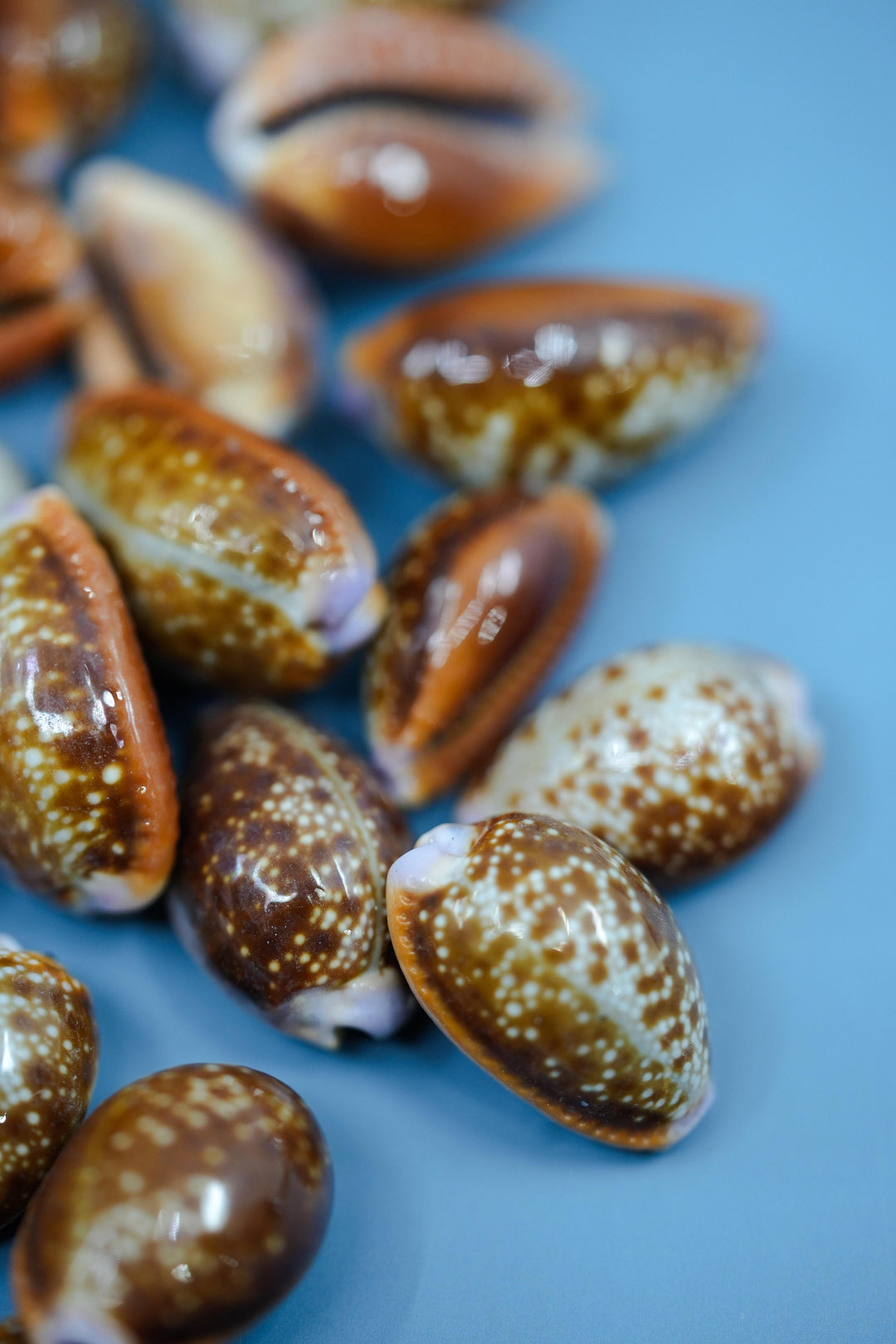 Honey Cowrie Shells – Natural Cypraea Helvola Cowrie Shells, 3/4 to 1-Inch (10 Pieces)
