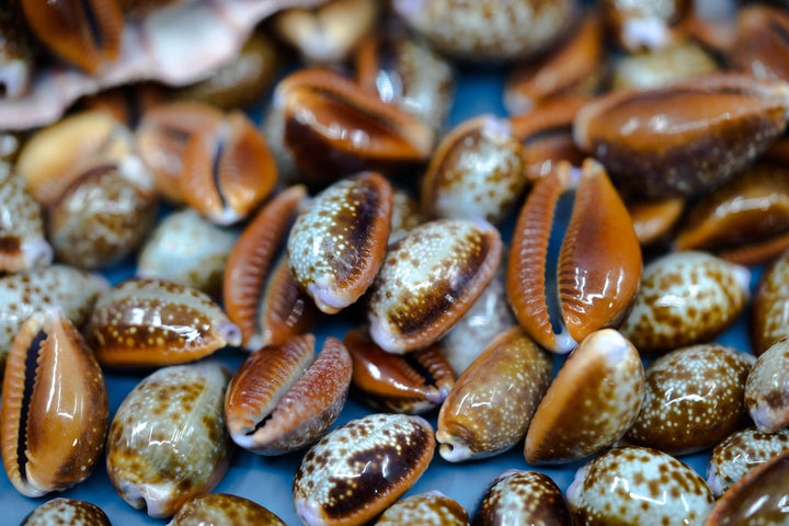 Honey Cowrie Shells – Natural Cypraea Helvola Cowrie Shells, 3/4 to 1-Inch (10 Pieces)