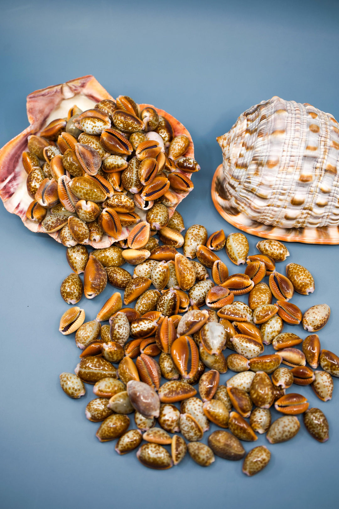 Honey Cowrie Shells – Natural Cypraea Helvola Cowrie Shells, 3/4 to 1-Inch (10 Pieces)