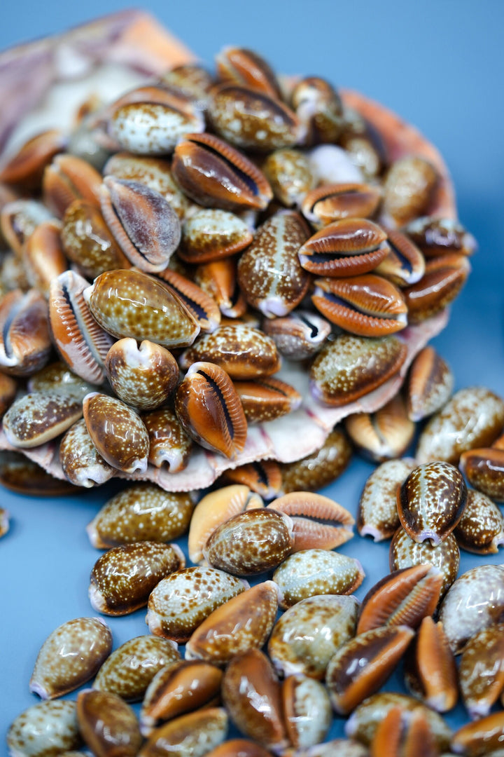 Honey Cowrie Shells – Natural Cypraea Helvola Cowrie Shells, 3/4 to 1-Inch (10 Pieces)