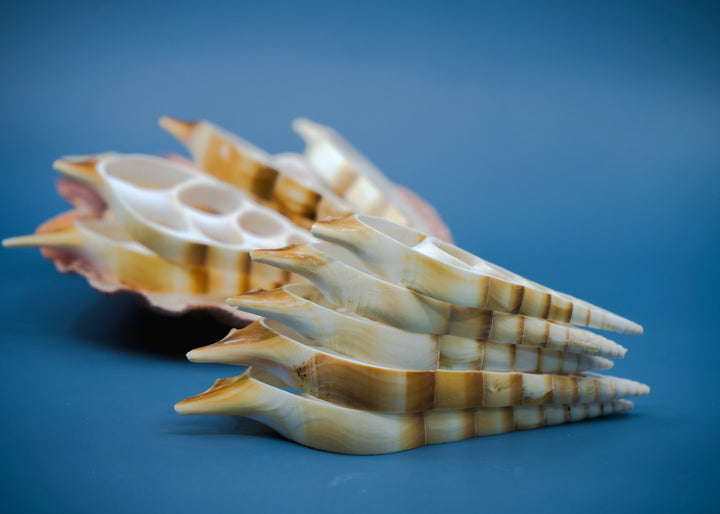Center Cut Arabian Tibia seashell, 3 pcs / Tibia insulaechorab Seashells, 4-5 inches seashells / Beach Shells, Jewelry Making Supplies