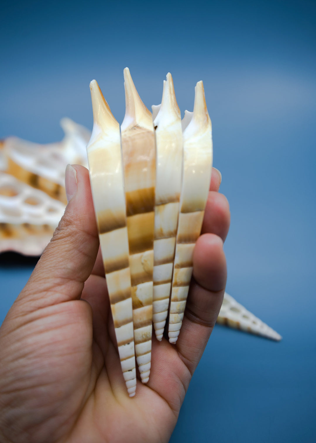 Center Cut Arabian Tibia seashell, 3 pcs / Tibia insulaechorab Seashells, 4-5 inches seashells / Beach Shells, Jewelry Making Supplies