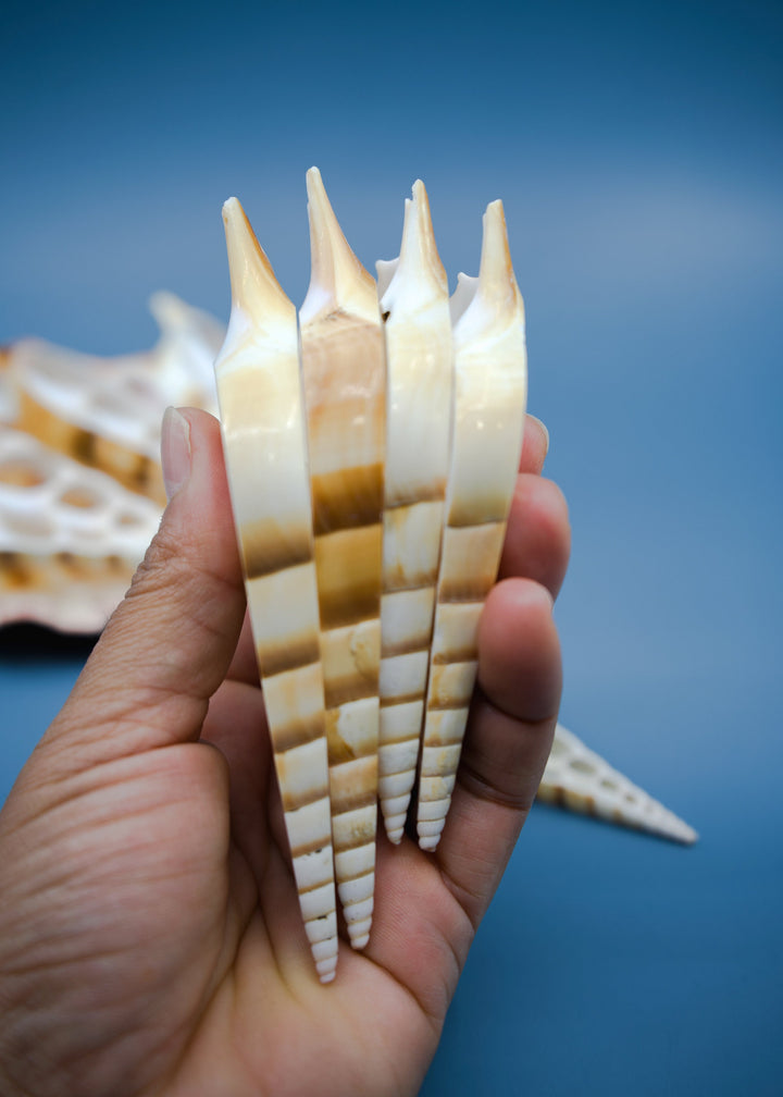 Center Cut Arabian Tibia seashell, 3 pcs / Tibia insulaechorab Seashells, 4-5 inches seashells / Beach Shells, Jewelry Making Supplies
