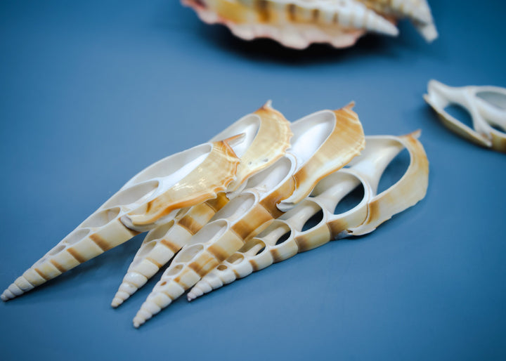 Center Cut Arabian Tibia seashell, 3 pcs / Tibia insulaechorab Seashells, 4-5 inches seashells / Beach Shells, Jewelry Making Supplies
