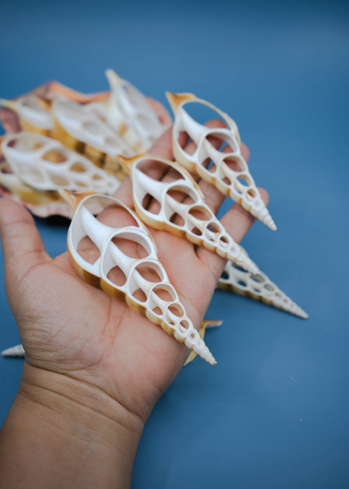Center Cut Arabian Tibia seashell, 3 pcs / Tibia insulaechorab Seashells, 4-5 inches seashells / Beach Shells, Jewelry Making Supplies