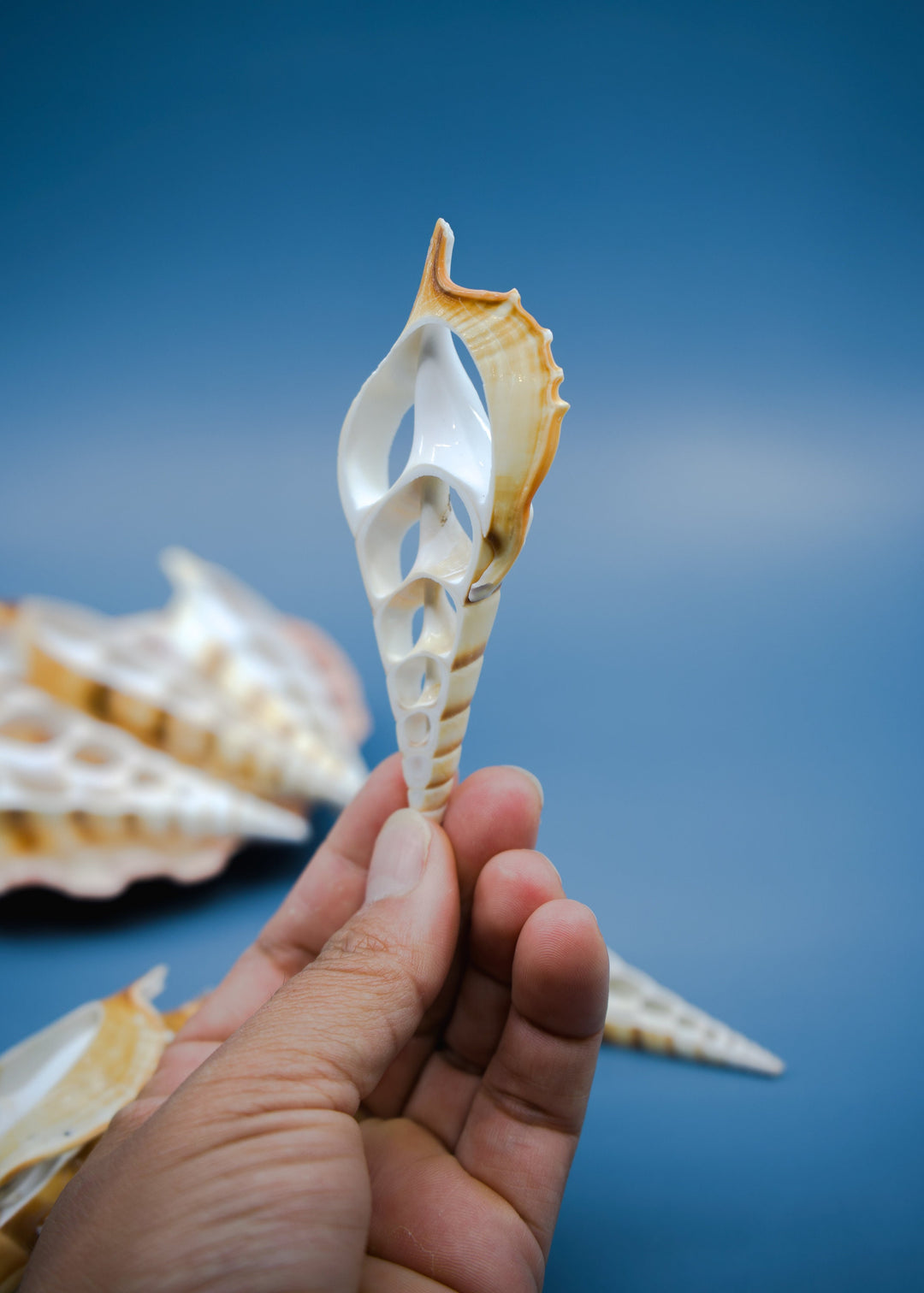 Center Cut Arabian Tibia seashell, 3 pcs / Tibia insulaechorab Seashells, 4-5 inches seashells / Beach Shells, Jewelry Making Supplies