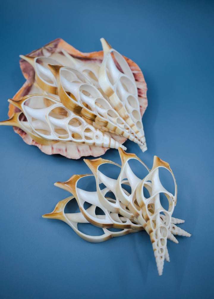 Center Cut Arabian Tibia seashell, 3 pcs / Tibia insulaechorab Seashells, 4-5 inches seashells / Beach Shells, Jewelry Making Supplies