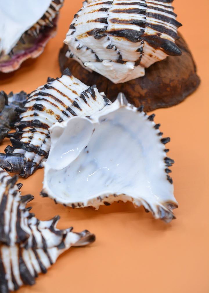Black Murex Cut Shells, 1 pc / Muricanthus nigritus Sea Shells, 3.5-4.5 inches seashells / Beach Shells, Shells for Decor, Jewelry Supplies