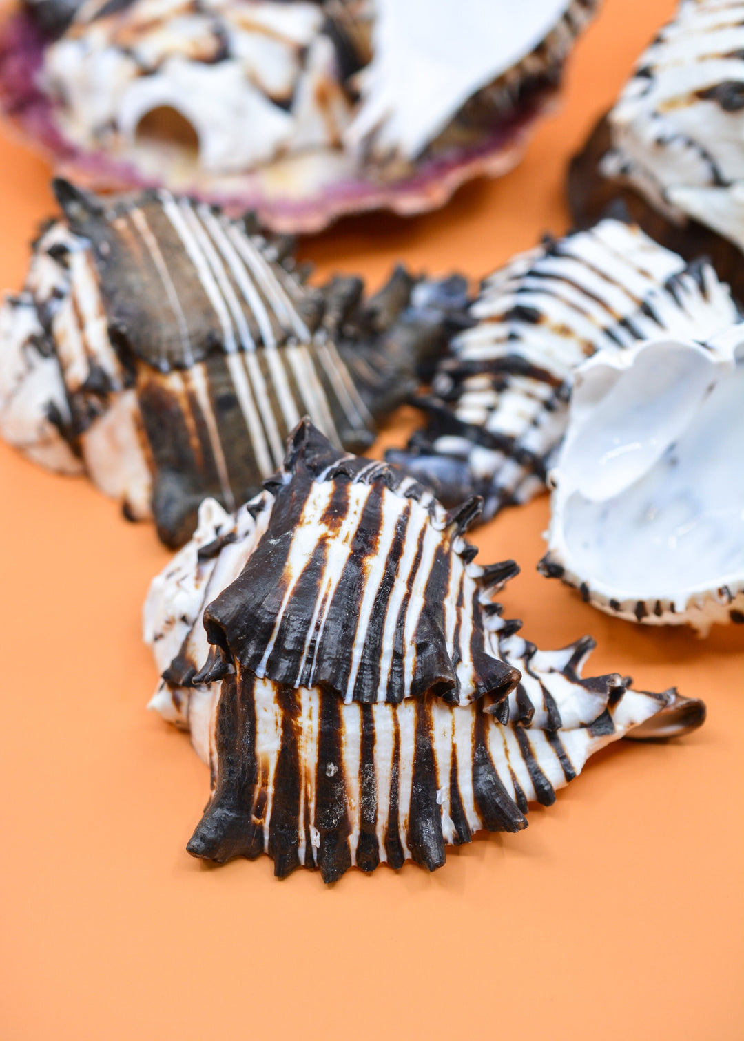 Black Murex Cut Shells, 1 pc / Muricanthus nigritus Sea Shells, 3.5-4.5 inches seashells / Beach Shells, Shells for Decor, Jewelry Supplies