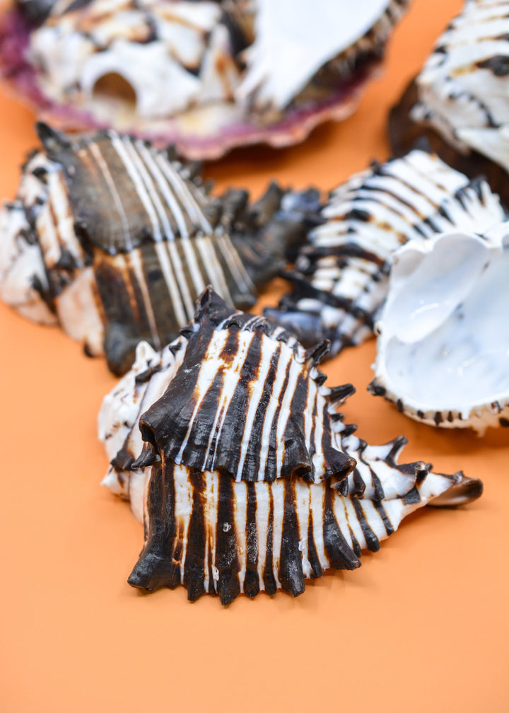 Black Murex Cut Shells, 1 pc / Muricanthus nigritus Sea Shells, 3.5-4.5 inches seashells / Beach Shells, Shells for Decor, Jewelry Supplies