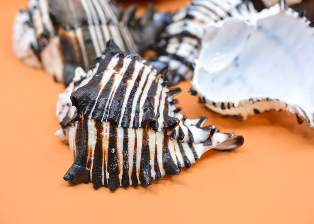 Black Murex Cut Shells, 1 pc / Muricanthus nigritus Sea Shells, 3.5-4.5 inches seashells / Beach Shells, Shells for Decor, Jewelry Supplies