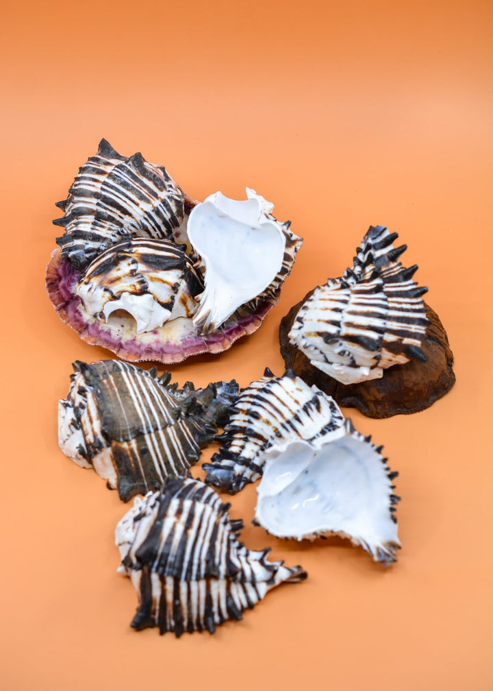 Black Murex Cut Shells, 1 pc / Muricanthus nigritus Sea Shells, 3.5-4.5 inches seashells / Beach Shells, Shells for Decor, Jewelry Supplies