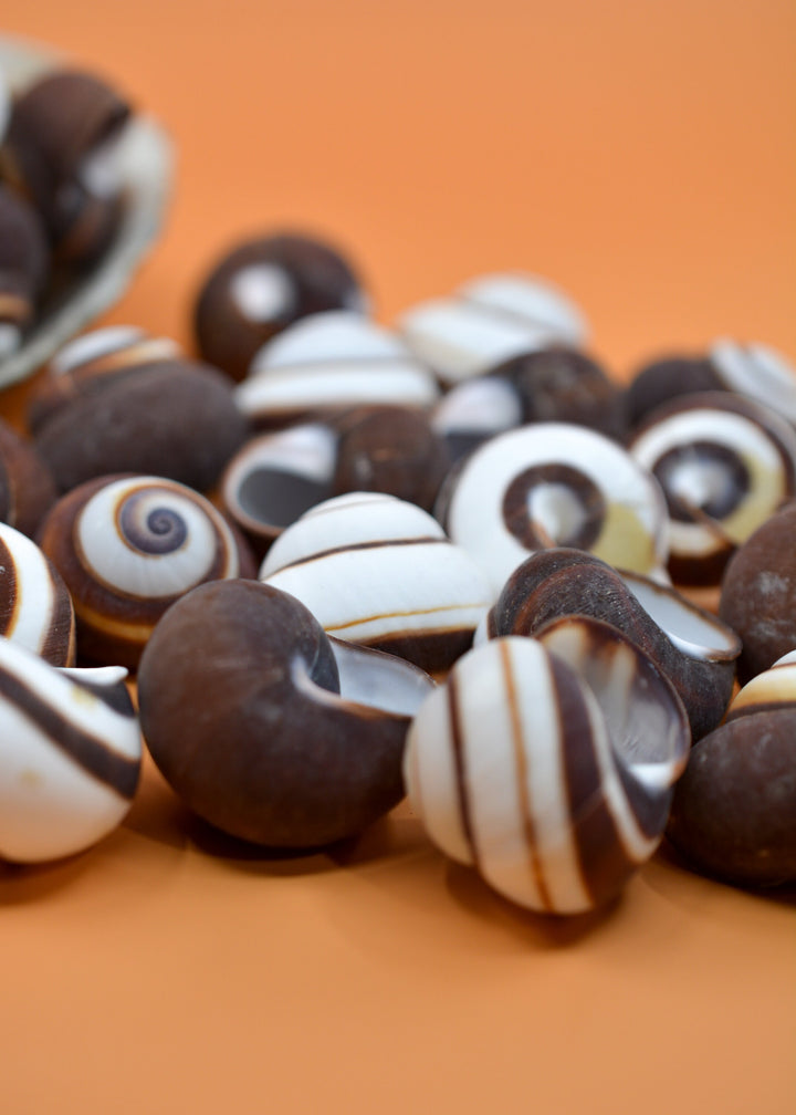 Chocolate Swirl Land Snail: Polished Land Snail, 2 shells, Hermit Crab Shells, Hermit Crab Changing Shell, Hermit Crab Tank Decor, Seashells