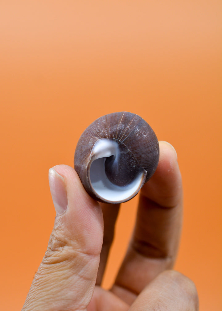 Chocolate Swirl Land Snail: Polished Land Snail, 2 shells, Hermit Crab Shells, Hermit Crab Changing Shell, Hermit Crab Tank Decor, Seashells