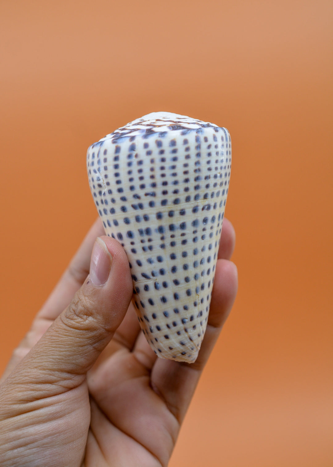 Surat Cone Shell: Large White and Brown Surat Cone Sea Shells, 1 pc / Speciment Shells, Snails, Hermit Crab Tank Decor, Jewelry Supplies