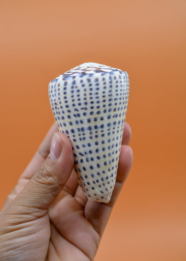 Surat Cone Shell: Large White and Brown Surat Cone Sea Shells, 1 pc / Speciment Shells, Snails, Hermit Crab Tank Decor, Jewelry Supplies