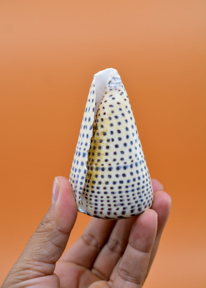 Surat Cone Shell: Large White and Brown Surat Cone Sea Shells, 1 pc / Speciment Shells, Snails, Hermit Crab Tank Decor, Jewelry Supplies