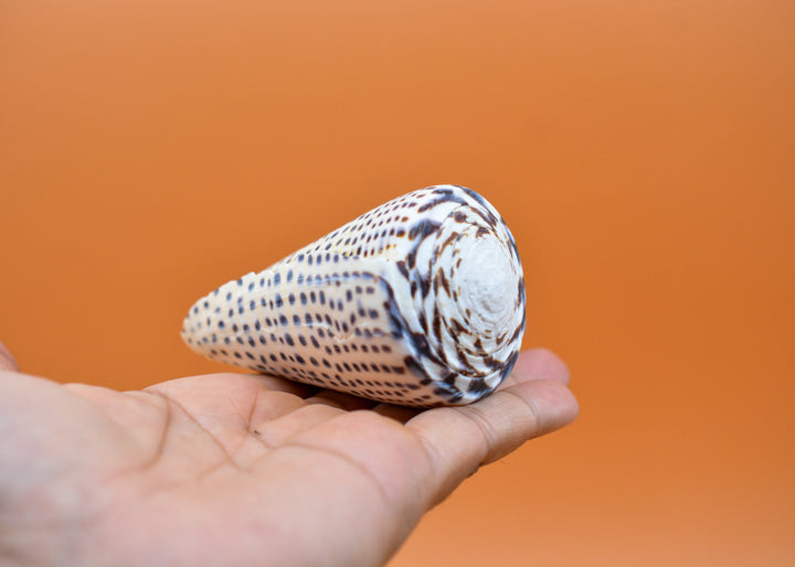 Surat Cone Shell: Large White and Brown Surat Cone Sea Shells, 1 pc / Speciment Shells, Snails, Hermit Crab Tank Decor, Jewelry Supplies