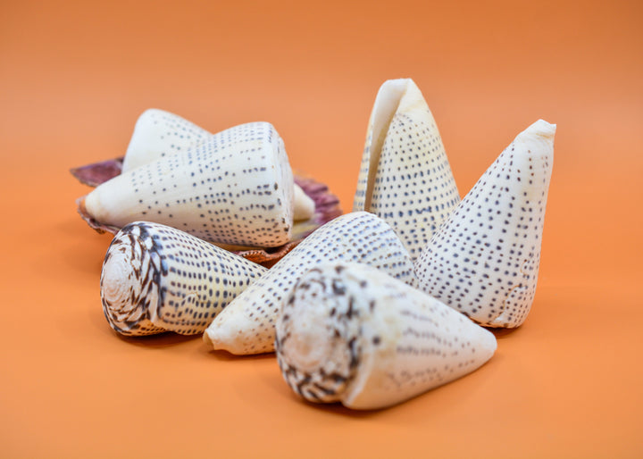 Surat Cone Shell: Large White and Brown Surat Cone Sea Shells, 1 pc / Speciment Shells, Snails, Hermit Crab Tank Decor, Jewelry Supplies