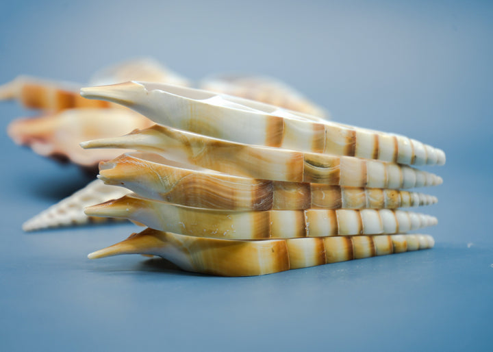 Center Cut Arabian Tibia seashell, 3 pcs / Tibia insulaechorab Seashells, 4-5 inches seashells / Beach Shells, Jewelry Making Supplies