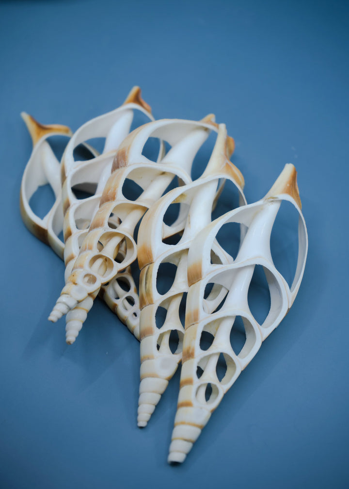 Center Cut Arabian Tibia seashell, 3 pcs / Tibia insulaechorab Seashells, 4-5 inches seashells / Beach Shells, Jewelry Making Supplies