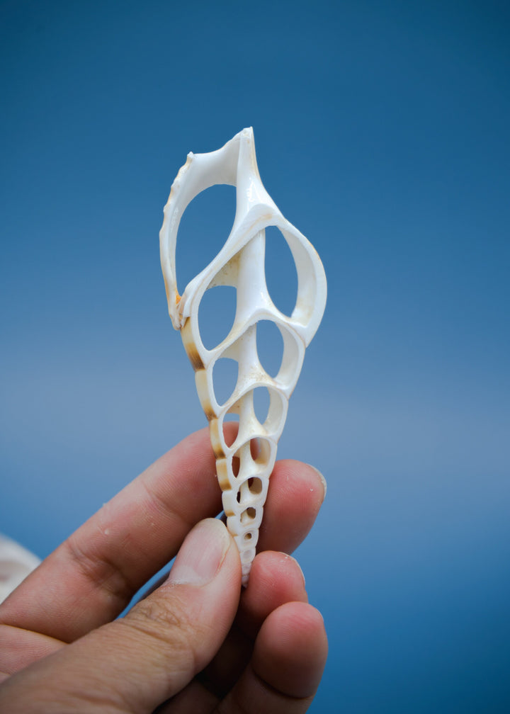 Center Cut Arabian Tibia seashell, 3 pcs / Tibia insulaechorab Seashells, 4-5 inches seashells / Beach Shells, Jewelry Making Supplies