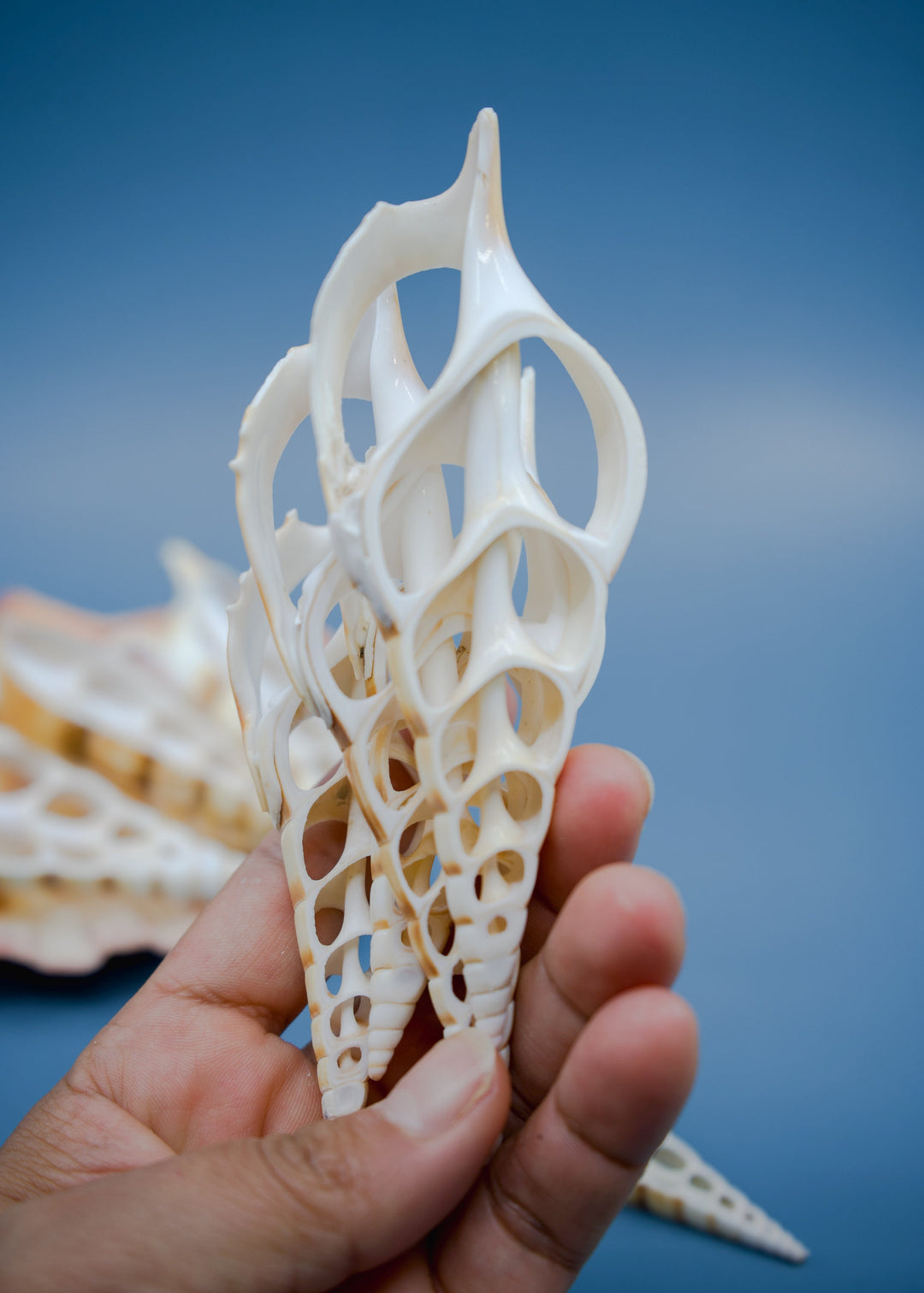 Center Cut Arabian Tibia seashell, 3 pcs / Tibia insulaechorab Seashells, 4-5 inches seashells / Beach Shells, Jewelry Making Supplies