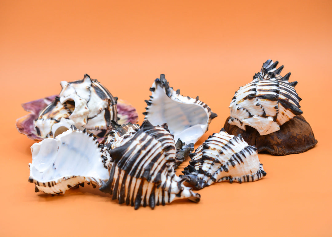 Black Murex Cut Shells, 1 pc / Muricanthus nigritus Sea Shells, 3.5-4.5 inches seashells / Beach Shells, Shells for Decor, Jewelry Supplies