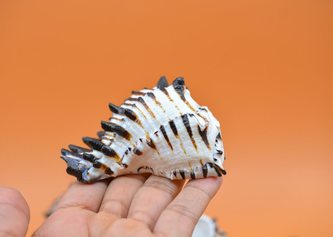 Black Murex Cut Shells, 1 pc / Muricanthus nigritus Sea Shells, 3.5-4.5 inches seashells / Beach Shells, Shells for Decor, Jewelry Supplies