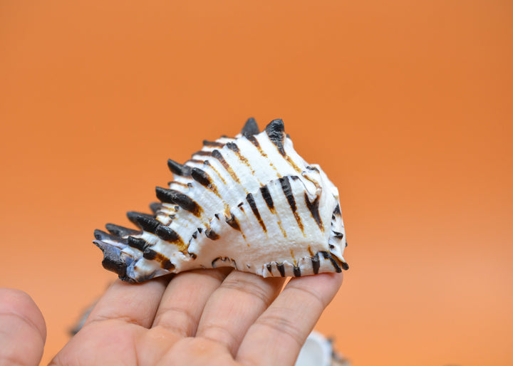 Black Murex Cut Shells, 1 pc / Muricanthus nigritus Sea Shells, 3.5-4.5 inches seashells / Beach Shells, Shells for Decor, Jewelry Supplies