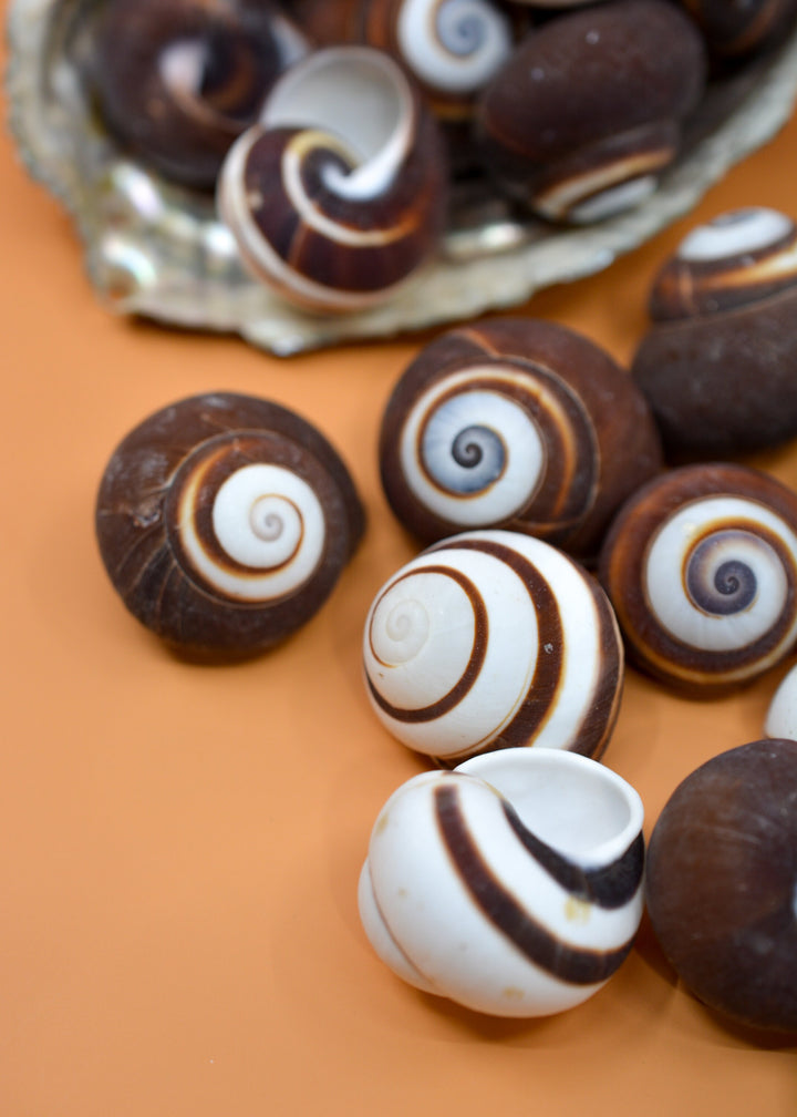 Chocolate Swirl Land Snail: Polished Land Snail, 2 shells, Hermit Crab Shells, Hermit Crab Changing Shell, Hermit Crab Tank Decor, Seashells