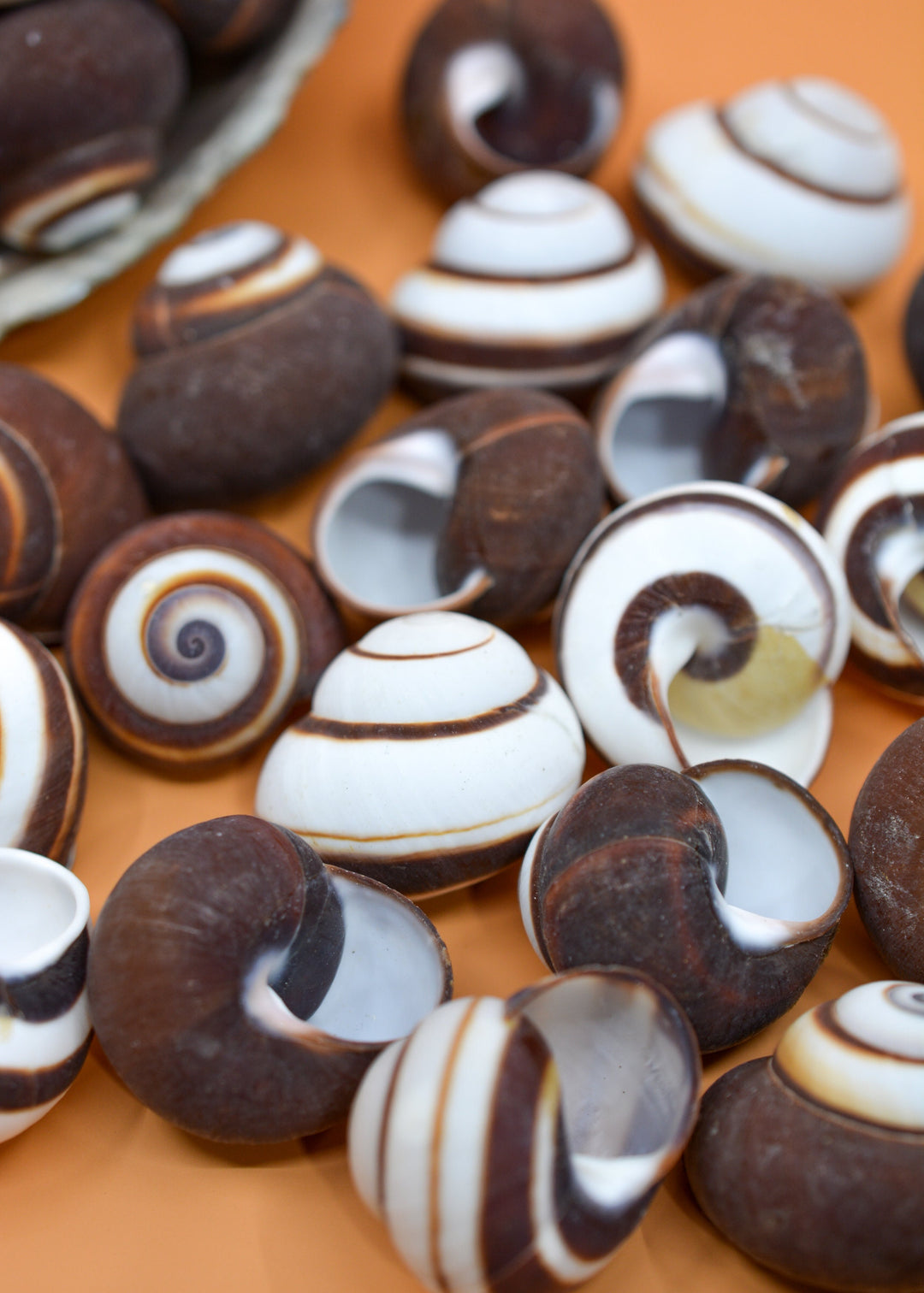 Chocolate Swirl Land Snail: Polished Land Snail, 2 shells, Hermit Crab Shells, Hermit Crab Changing Shell, Hermit Crab Tank Decor, Seashells