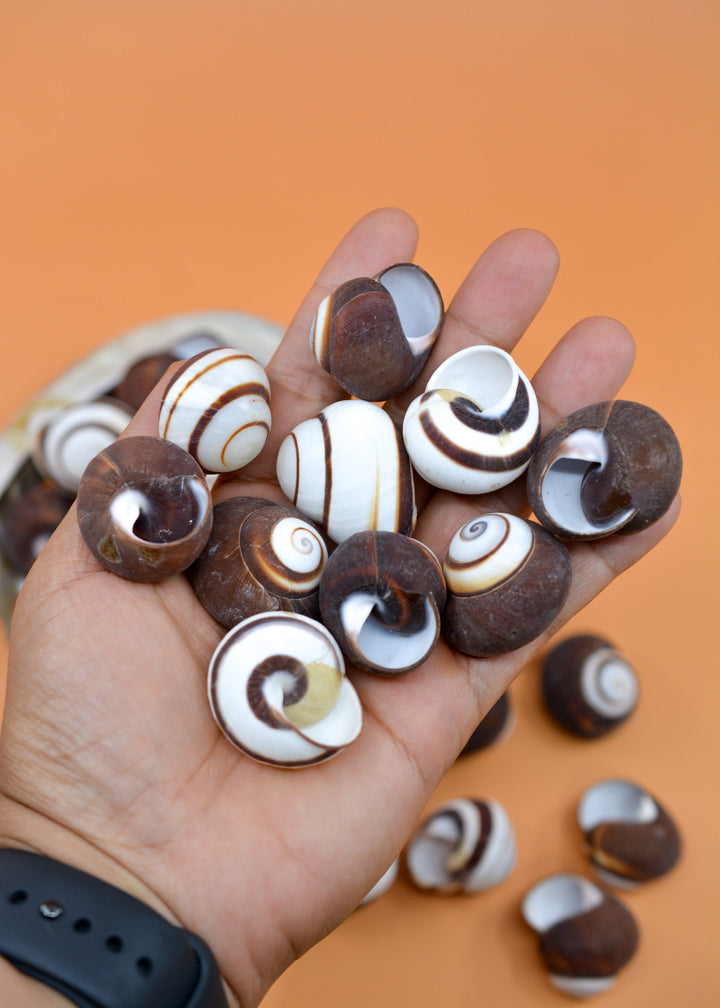 Chocolate Swirl Land Snail: Polished Land Snail, 2 shells, Hermit Crab Shells, Hermit Crab Changing Shell, Hermit Crab Tank Decor, Seashells