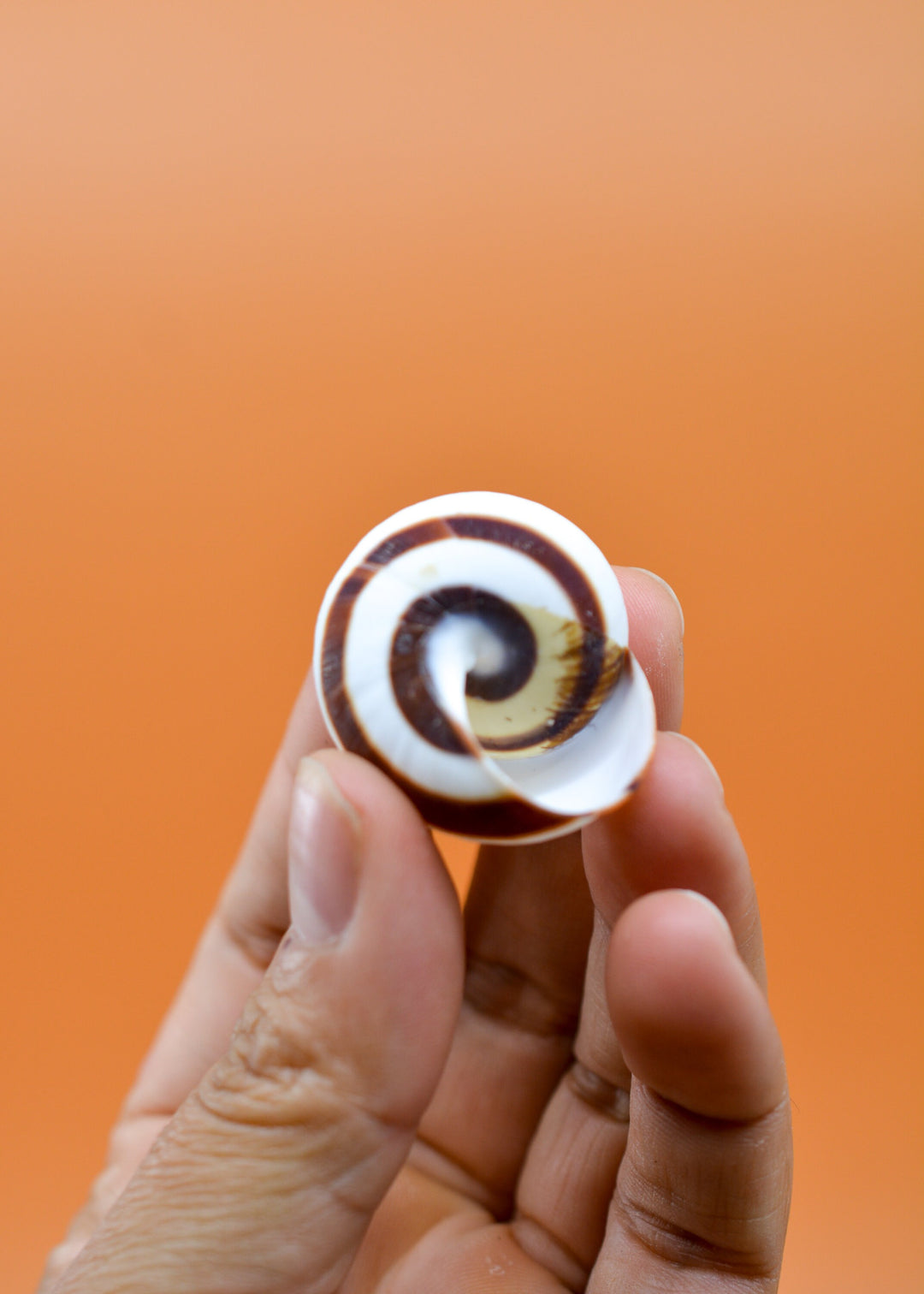 Chocolate Swirl Land Snail: Polished Land Snail, 2 shells, Hermit Crab Shells, Hermit Crab Changing Shell, Hermit Crab Tank Decor, Seashells