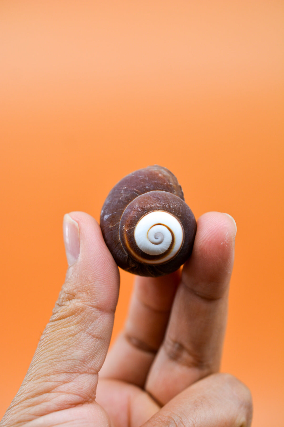 Chocolate Swirl Land Snail: Polished Land Snail, 2 shells, Hermit Crab Shells, Hermit Crab Changing Shell, Hermit Crab Tank Decor, Seashells