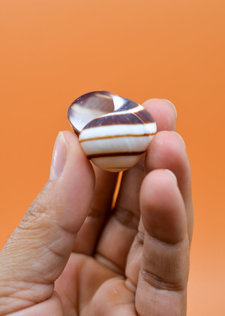 Chocolate Swirl Land Snail: Polished Land Snail, 2 shells, Hermit Crab Shells, Hermit Crab Changing Shell, Hermit Crab Tank Decor, Seashells