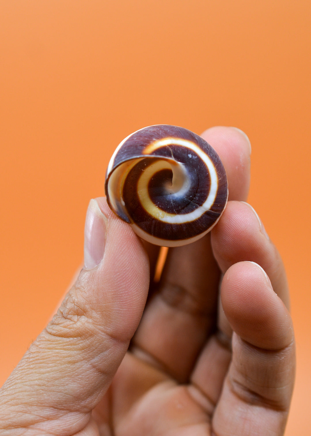 Chocolate Swirl Land Snail: Polished Land Snail, 2 shells, Hermit Crab Shells, Hermit Crab Changing Shell, Hermit Crab Tank Decor, Seashells