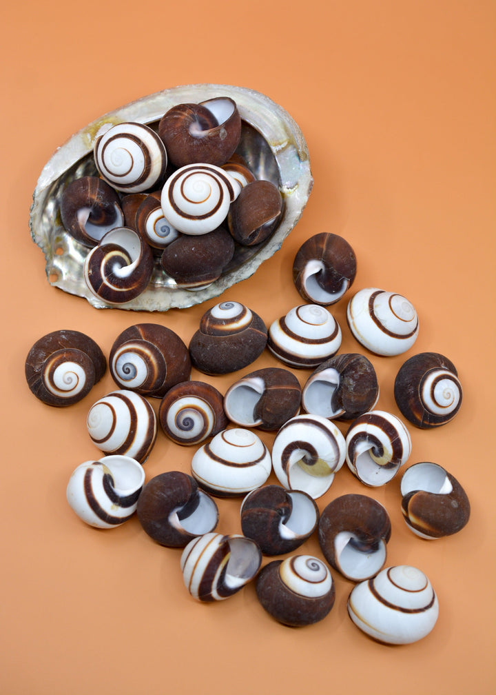 Chocolate Swirl Land Snail: Polished Land Snail, 2 shells, Hermit Crab Shells, Hermit Crab Changing Shell, Hermit Crab Tank Decor, Seashells