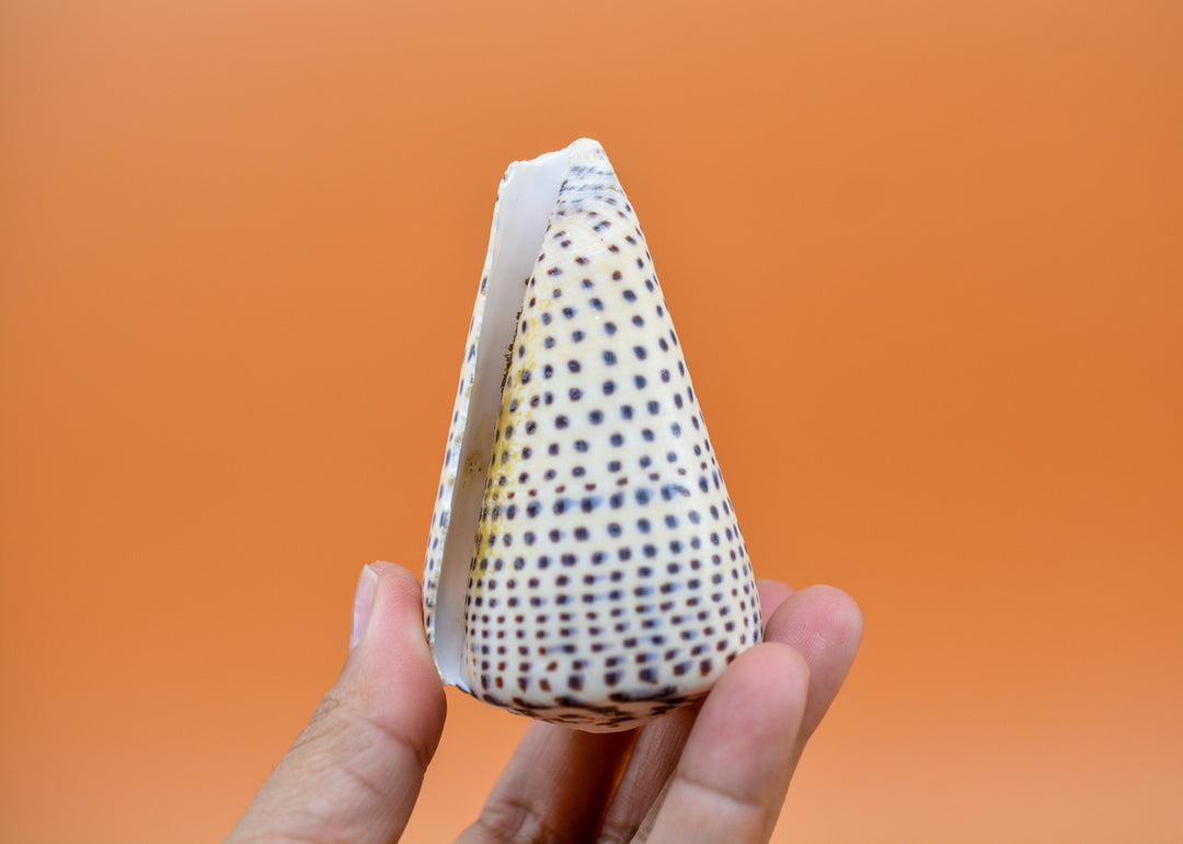 Surat Cone Shell: Large White and Brown Surat Cone Sea Shells, 1 pc / Speciment Shells, Snails, Hermit Crab Tank Decor, Jewelry Supplies