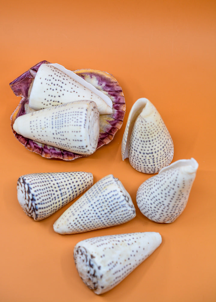 Surat Cone Shell: Large White and Brown Surat Cone Sea Shells, 1 pc / Speciment Shells, Snails, Hermit Crab Tank Decor, Jewelry Supplies