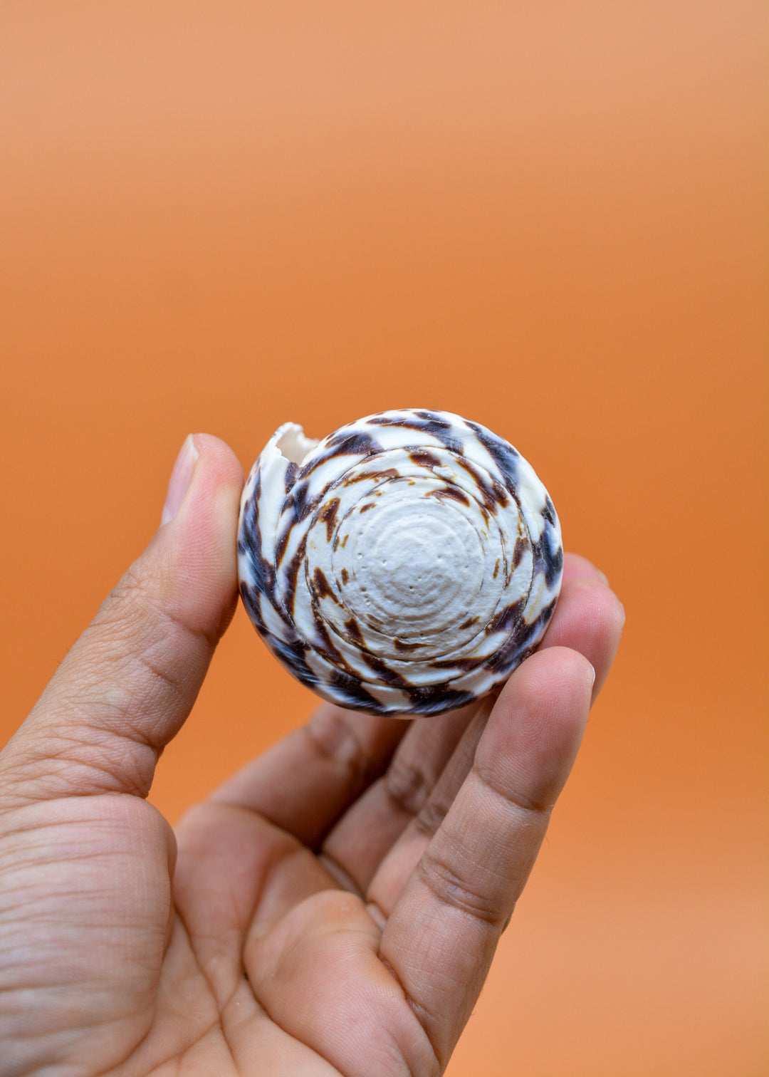 Surat Cone Shell: Large White and Brown Surat Cone Sea Shells, 1 pc / Speciment Shells, Snails, Hermit Crab Tank Decor, Jewelry Supplies