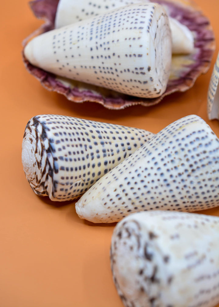 Surat Cone Shell: Large White and Brown Surat Cone Sea Shells, 1 pc / Speciment Shells, Snails, Hermit Crab Tank Decor, Jewelry Supplies