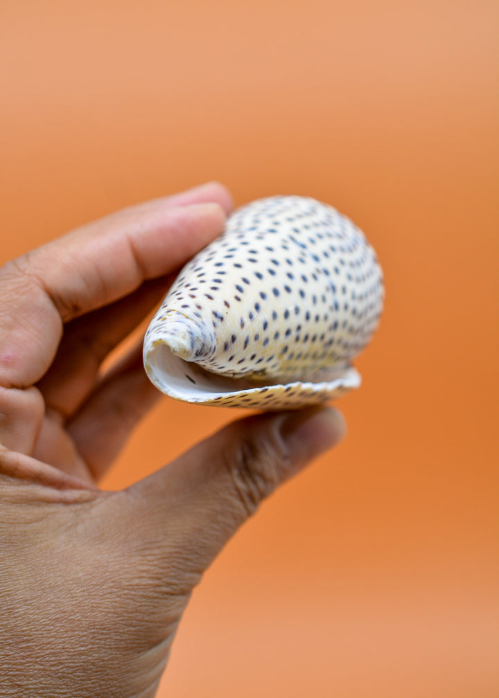 Surat Cone Shell: Large White and Brown Surat Cone Sea Shells, 1 pc / Speciment Shells, Snails, Hermit Crab Tank Decor, Jewelry Supplies