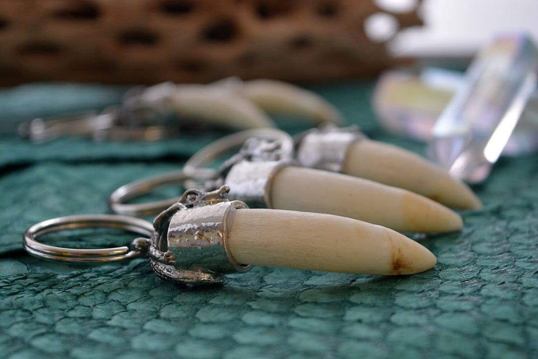 Gator Teeth: Naturally Shed Gator Tooth Keychain, 1 pc x 5.5" average / Alligator Teeth, Amulets, Shaman Tools, Gifts