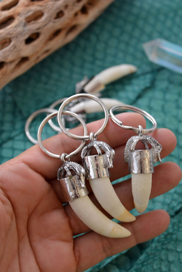 Gator Teeth: Naturally Shed Gator Tooth Keychain, 1 pc x 5.5" average / Alligator Teeth, Amulets, Shaman Tools, Gifts