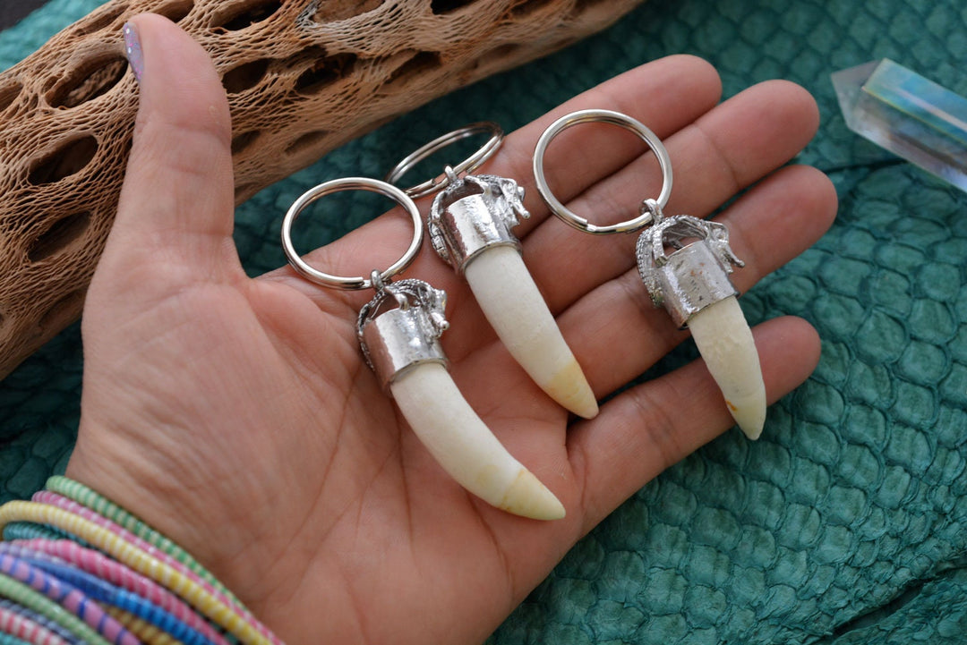 Gator Teeth: Naturally Shed Gator Tooth Keychain, 1 pc x 5.5" average / Alligator Teeth, Amulets, Shaman Tools, Gifts