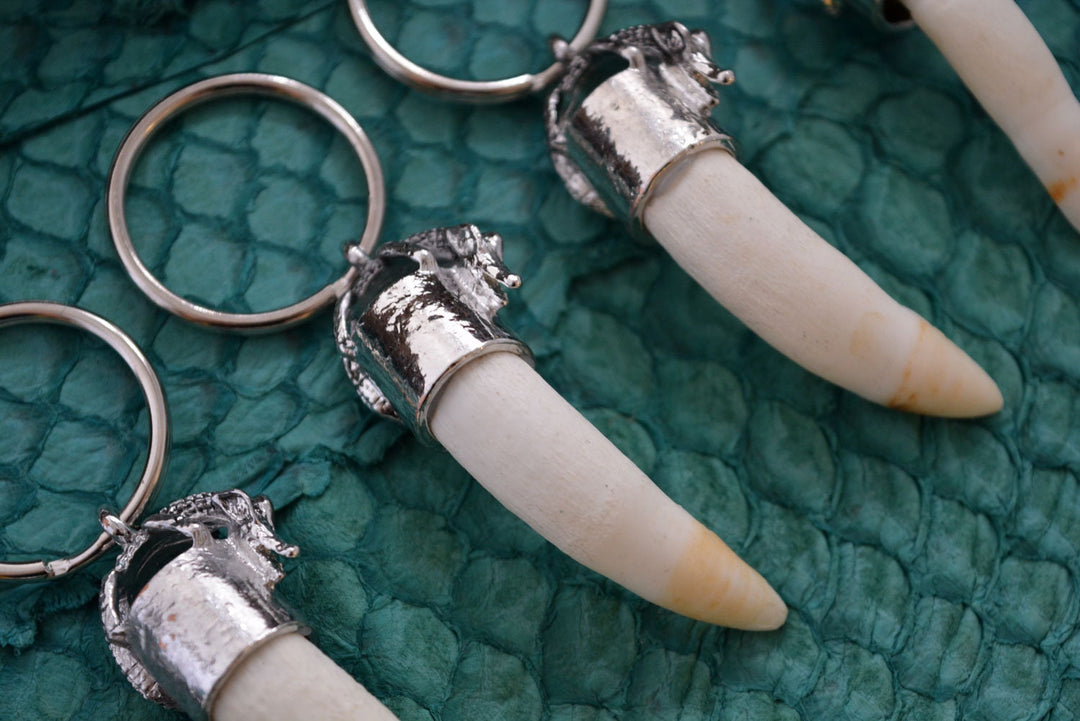 Gator Teeth: Naturally Shed Gator Tooth Keychain, 1 pc x 5.5" average / Alligator Teeth, Amulets, Shaman Tools, Gifts