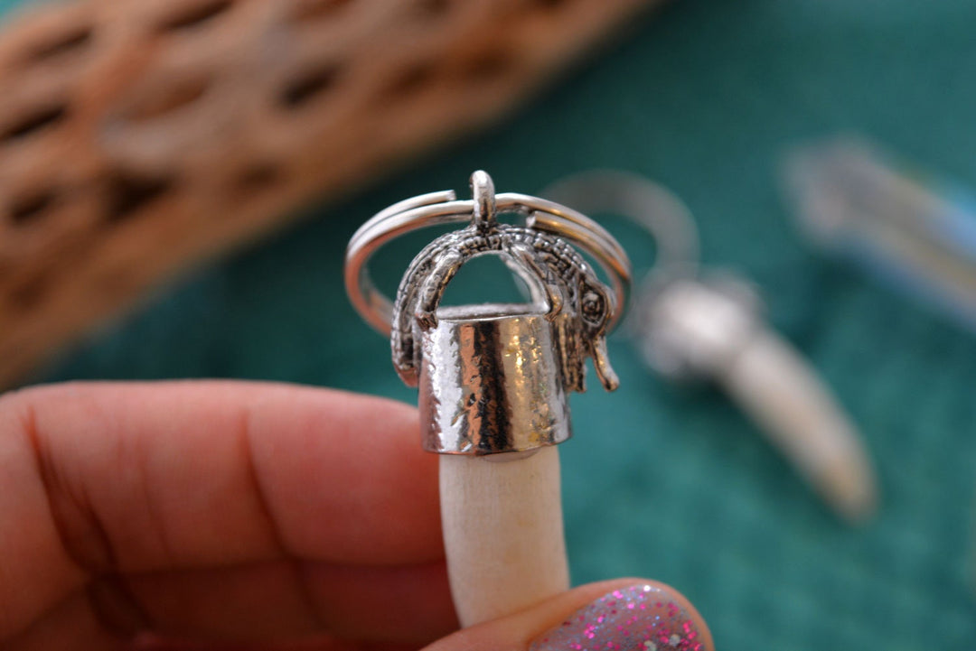 Gator Teeth: Naturally Shed Gator Tooth Keychain, 1 pc x 5.5" average / Alligator Teeth, Amulets, Shaman Tools, Gifts