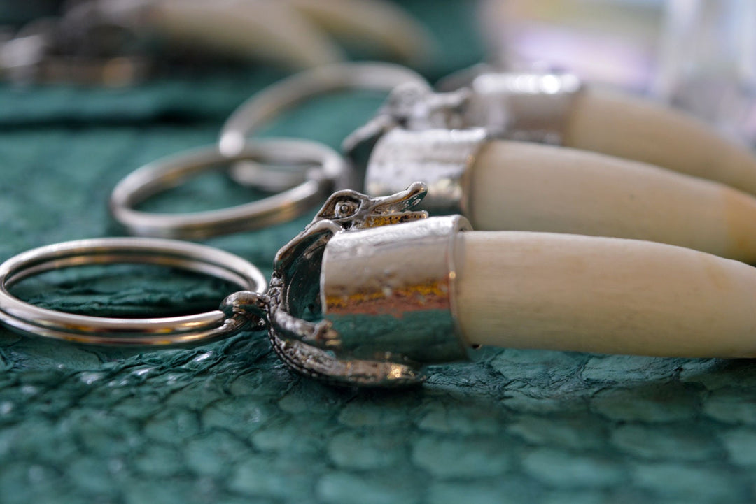 Gator Teeth: Naturally Shed Gator Tooth Keychain, 1 pc x 5.5" average / Alligator Teeth, Amulets, Shaman Tools, Gifts