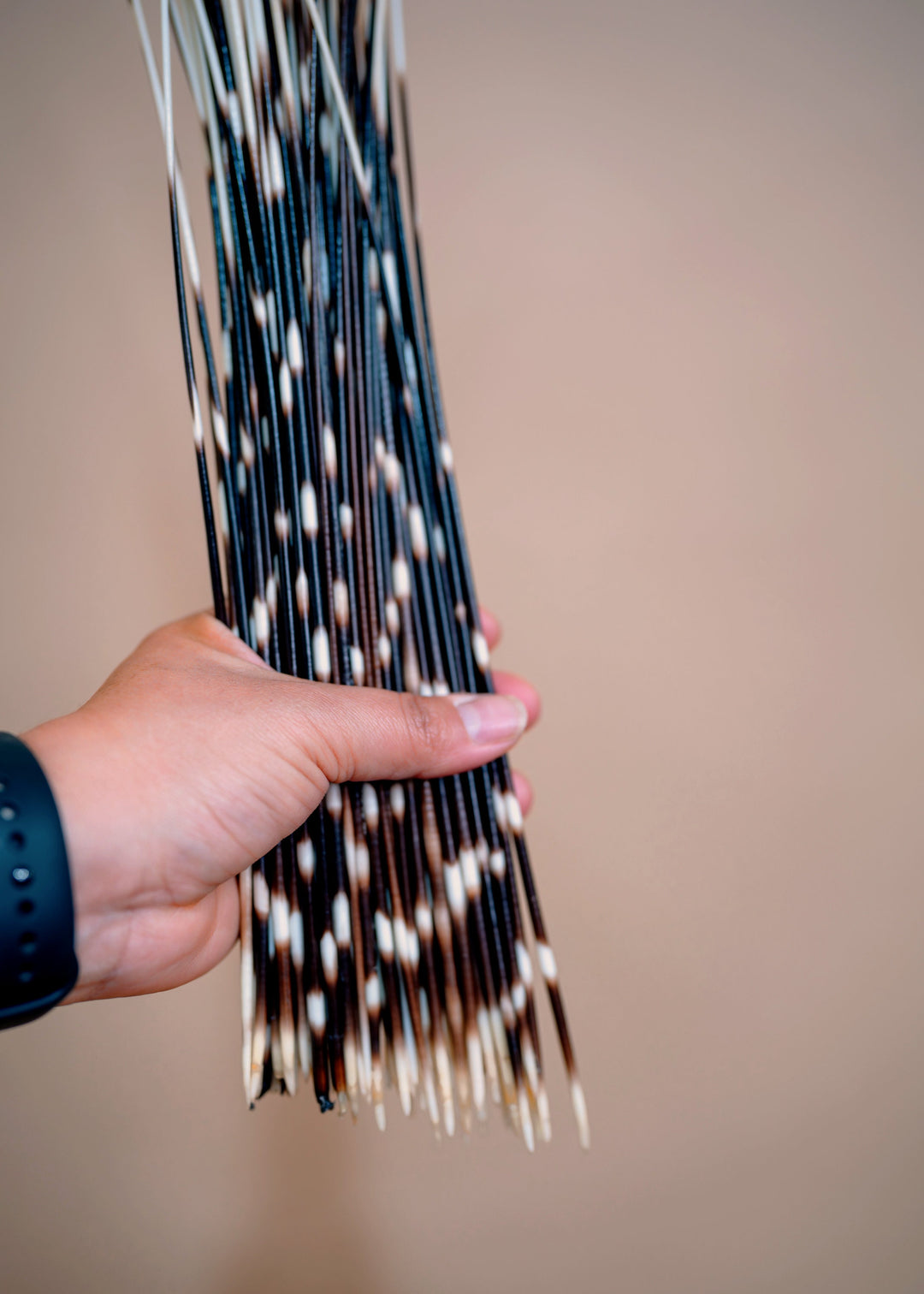 Authentic African Porcupine Quills – 5 Cruelty-Free Quills, 16–18" Natural Quills for Quillwork (5 Pieces)